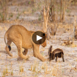 Defiance in the Face of Mockery: The Honey Badger’s Unyielding Stand Against 20 Lions.